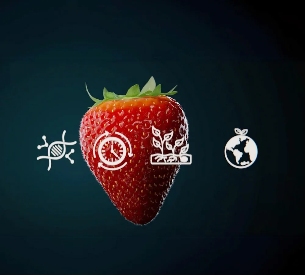 Aardbei met iconen van eigenschappen in campagne van Limgroup